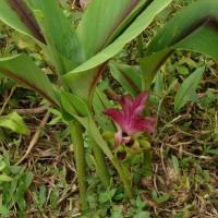 Curcuma zedoaria (Christm.) Roscoe